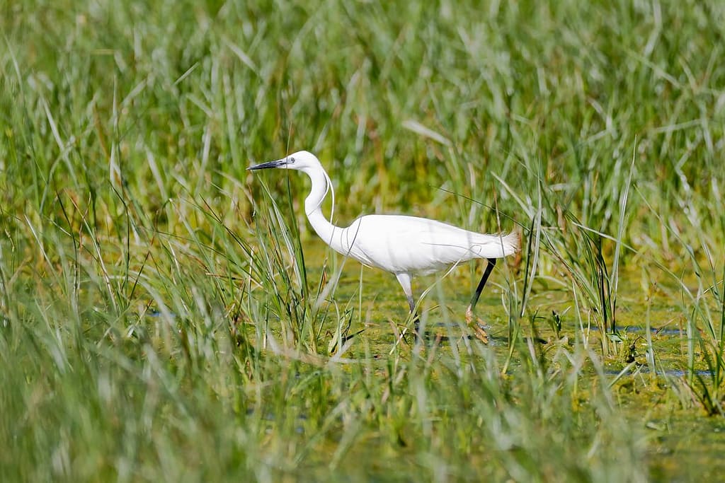 Egretta garzetta, Kleine Zilverreiger
