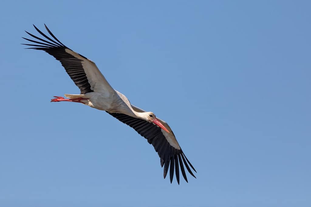 Ciconia ciconia, Ooievaar
