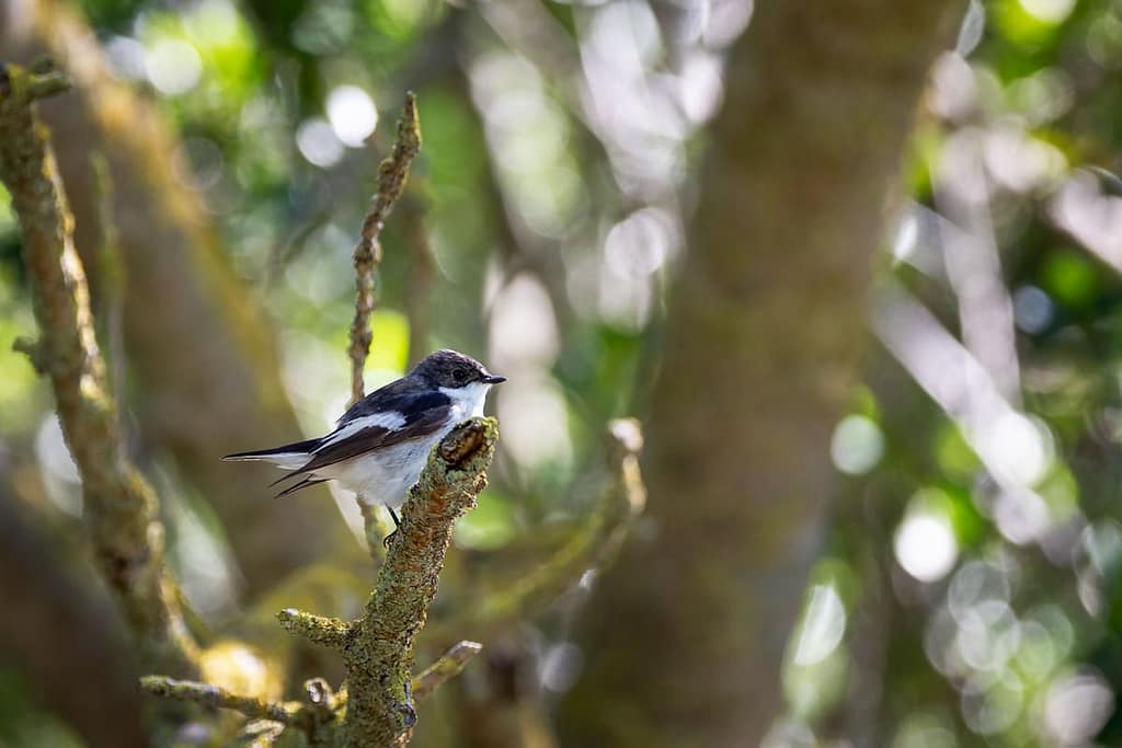 Ficedula hypoleuca, Bonte vliegenvanger