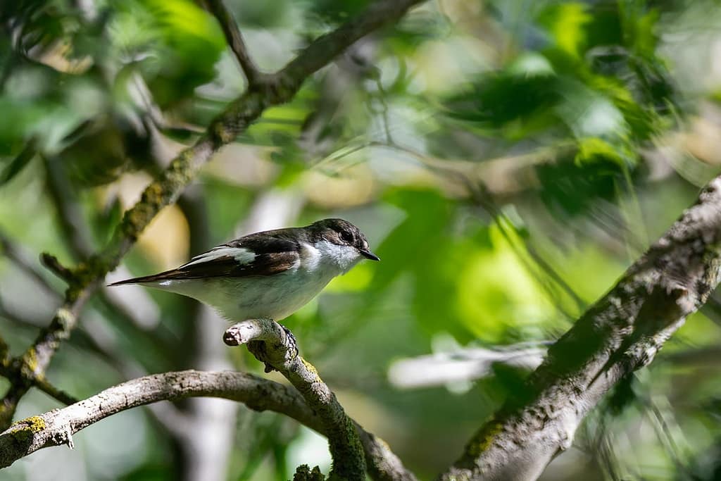 Ficedula hypoleuca, Bonte vliegenvanger