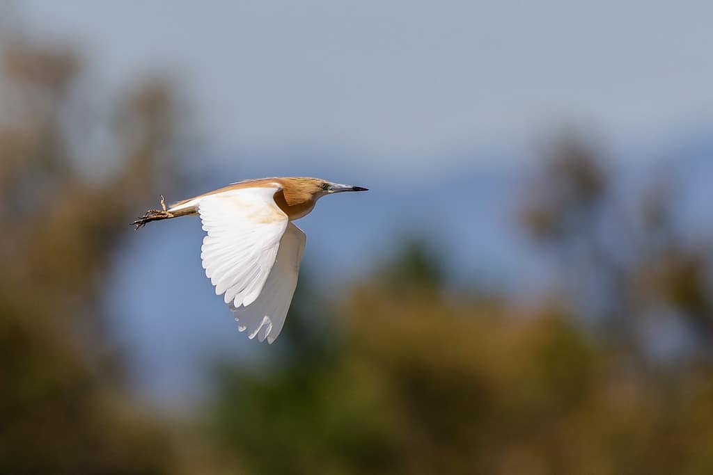 Ardeola ralloides, Ralreiger