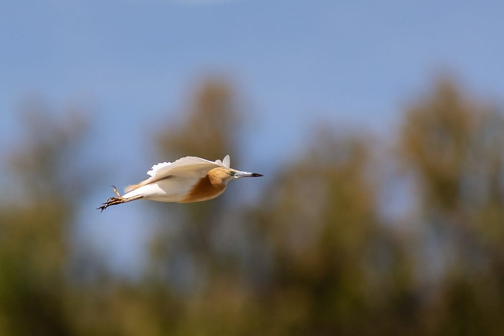 Ardeola ralloides, Ralreiger