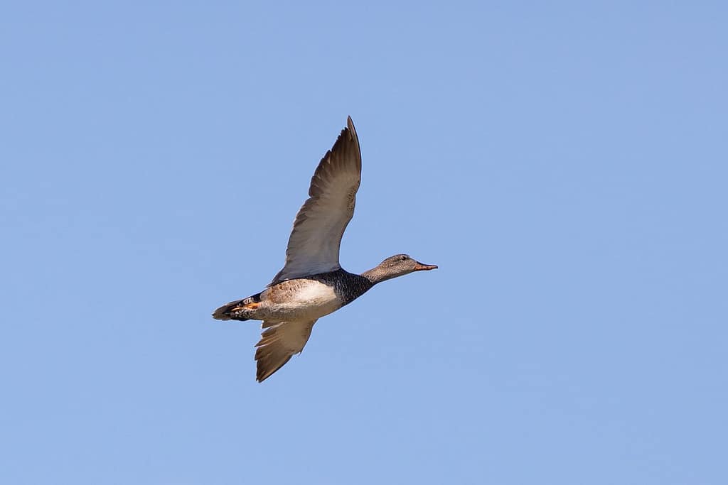 Anas strepera, Krakeend