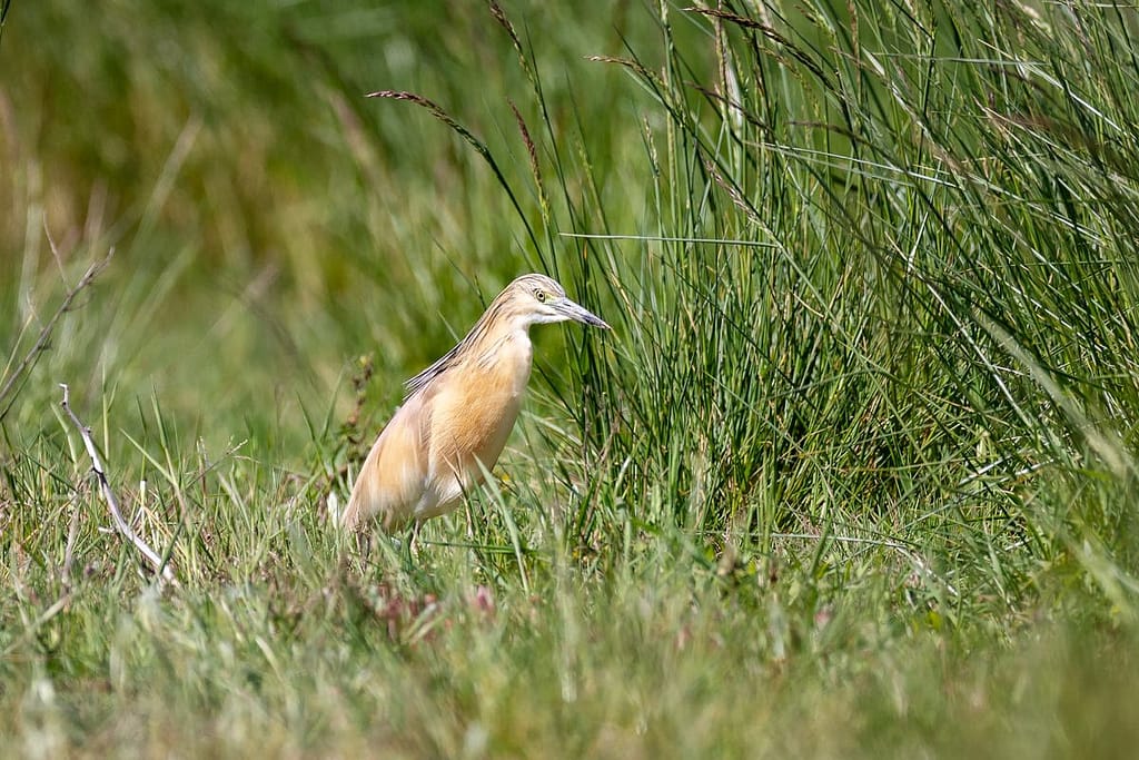 Ardola ralloides, Ralreiger