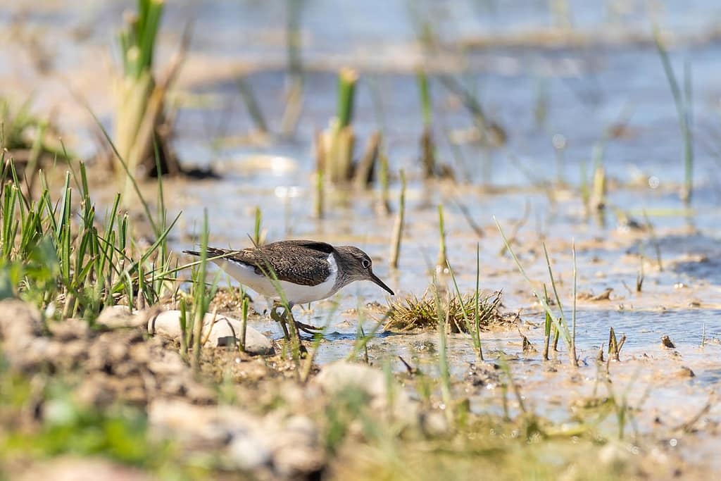 Actitis hypoleucos, Oeverloper