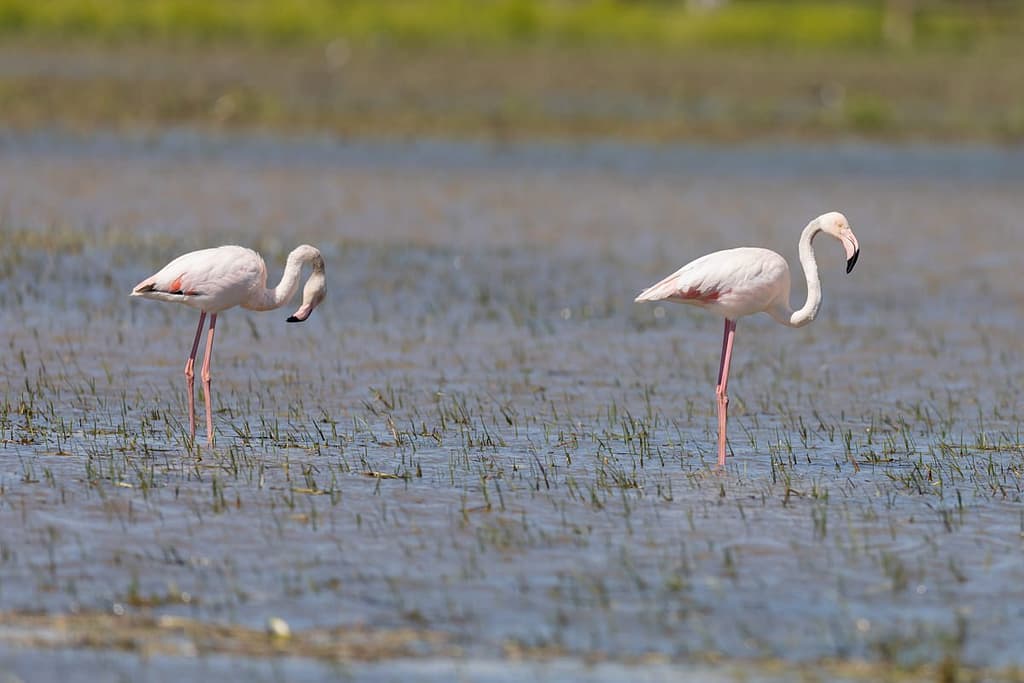 Phoenicopterus roseus, Flamingo