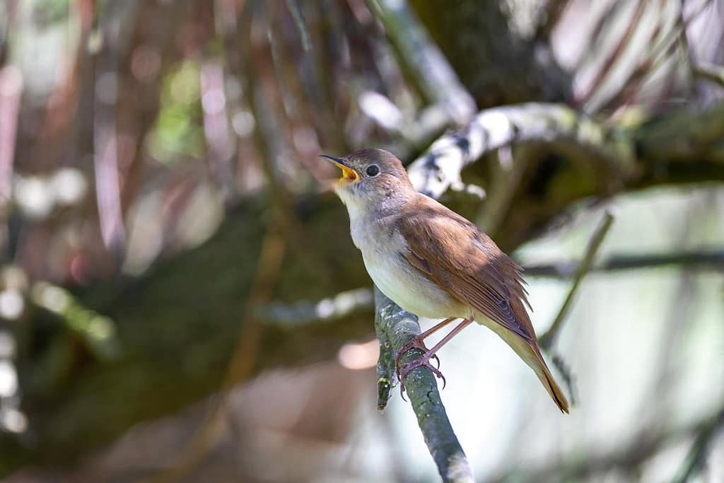 Luscinia megarhynchos, Nachtegaal