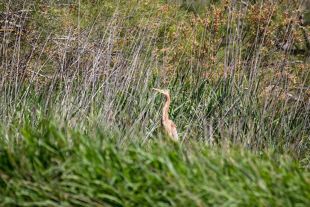 Ardea purpurea, Purpereiger