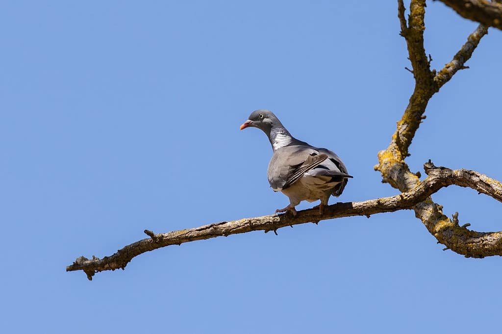 Columba palmbus, Houtduif