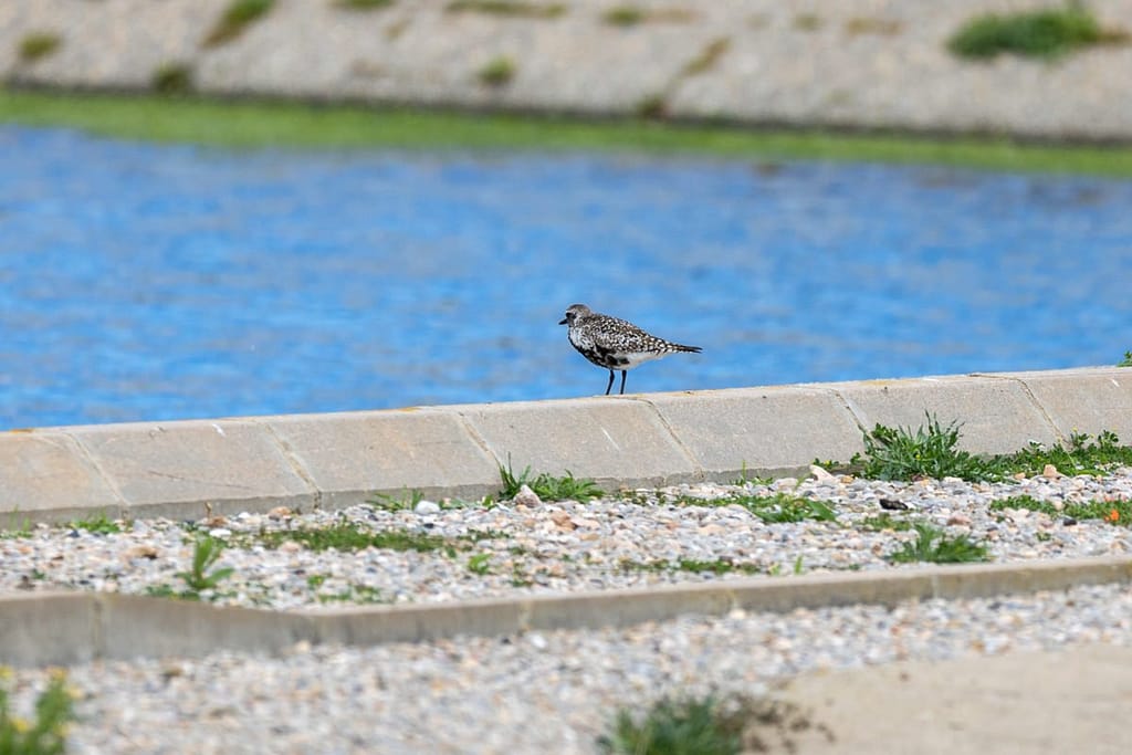 Pluvialis squatarola, Zilverplevier