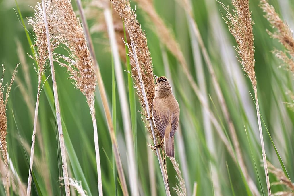 Acrocephalus scirpaceus, Kleine Karekiet