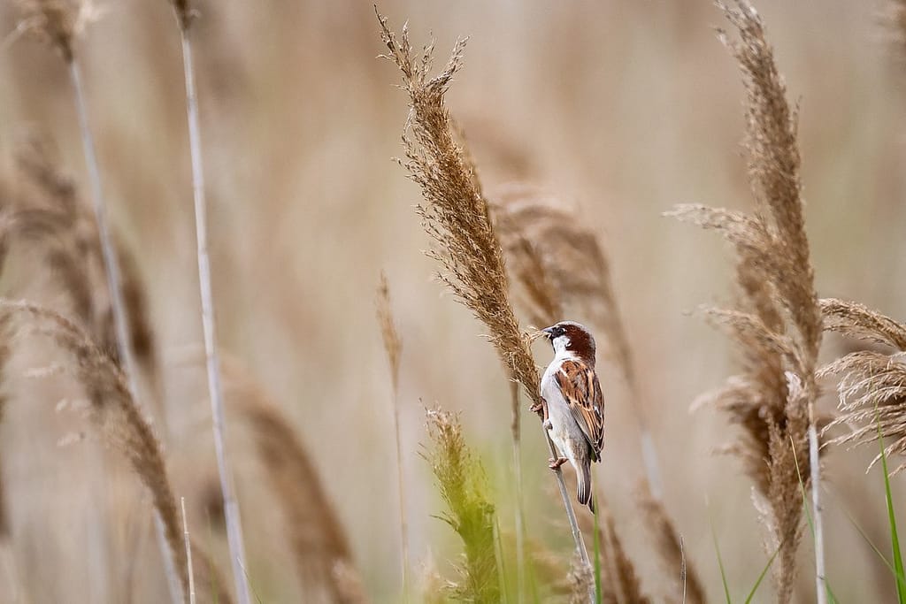 Acrocephalus scirpaceus, Kleine Karekiet