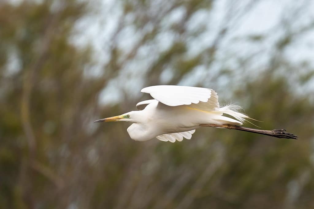 Ardea alba, Grote zilverreiger