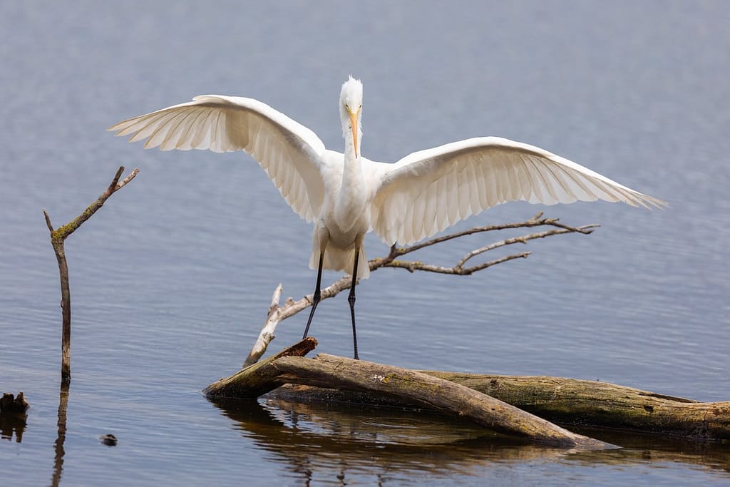 Ardea alba, Grote zilverreiger