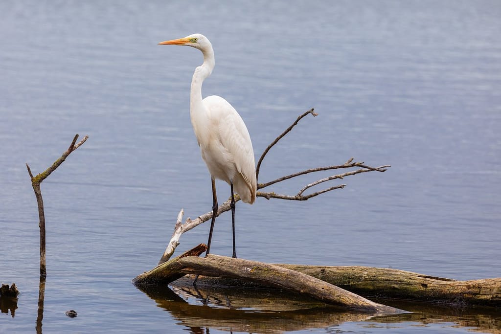 Ardea alba, Grote zilverreiger