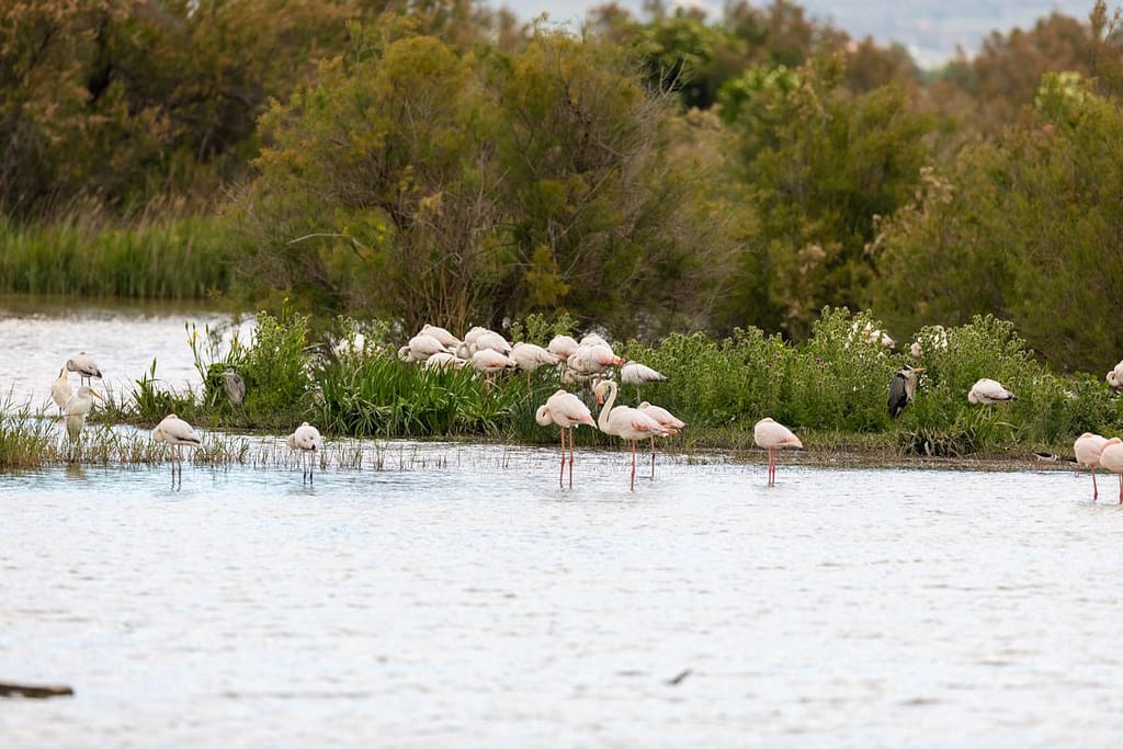 Phoenicopterus roseus, Flamingo