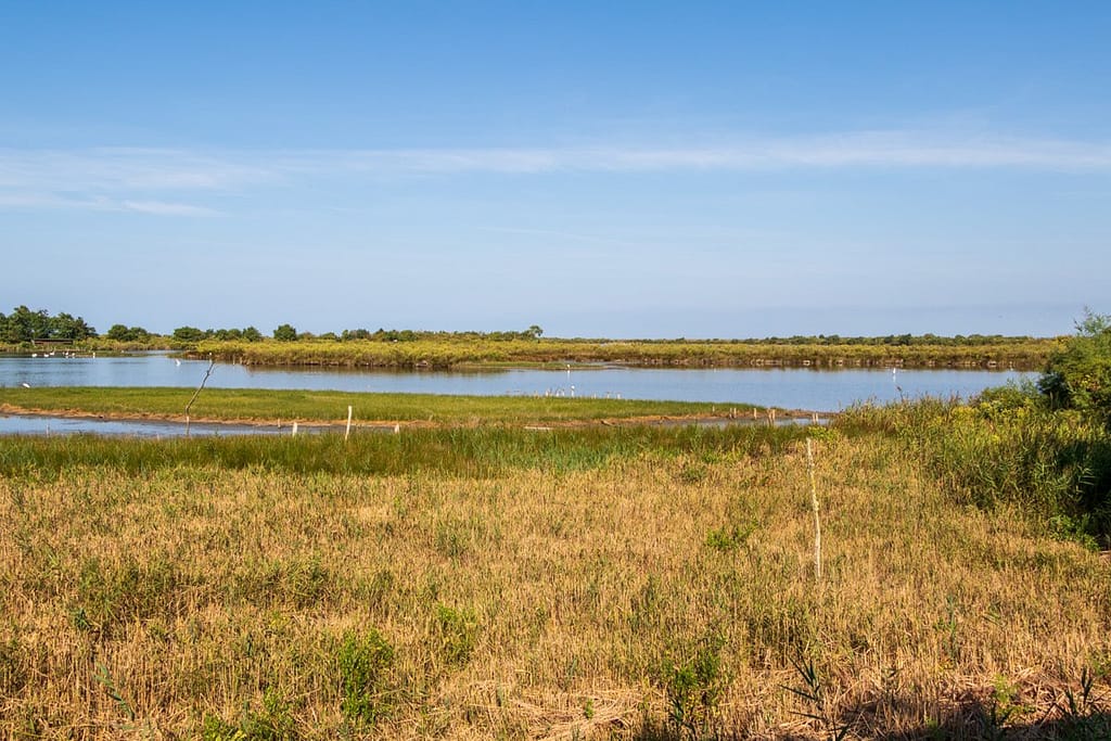 Réserve Ornitologique du Teich