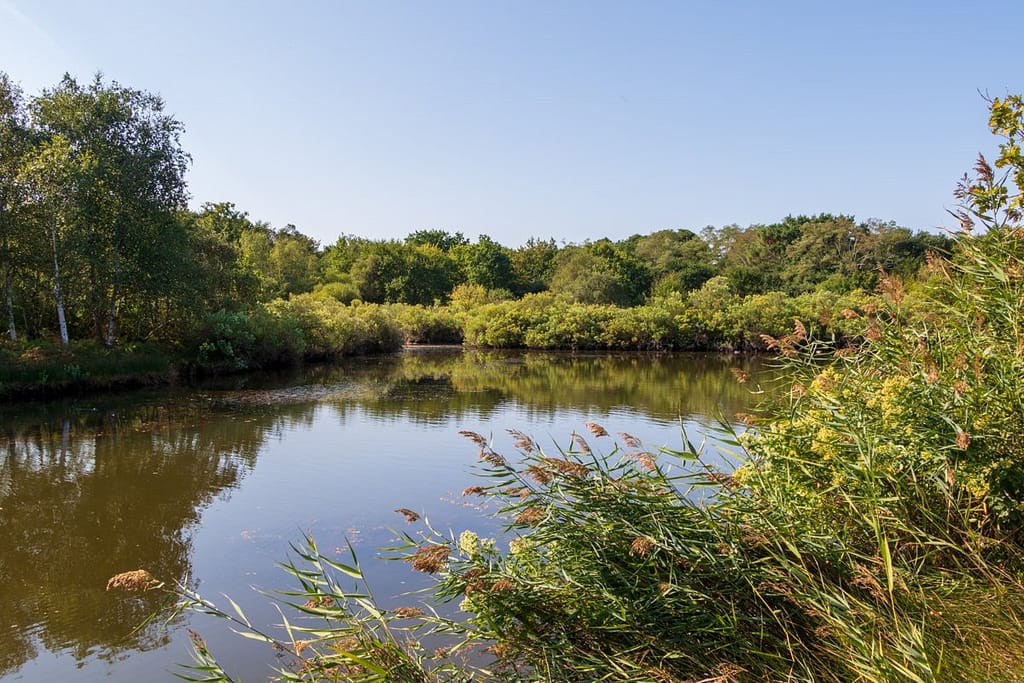 Réserve Ornitologique du Teich