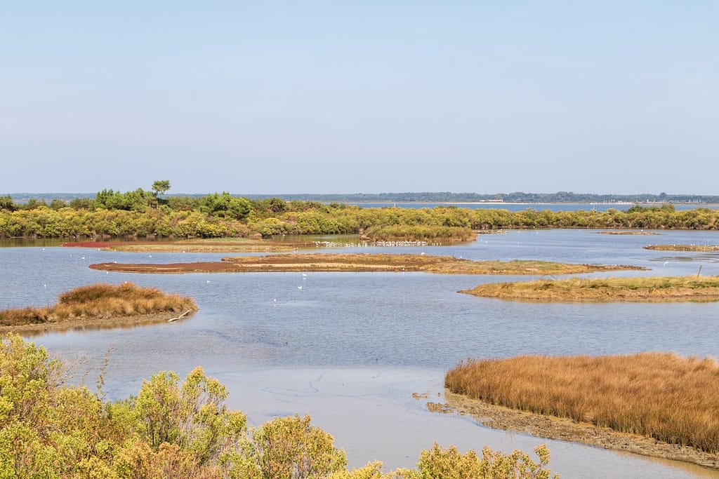 Réserve Ornitologique du Teich