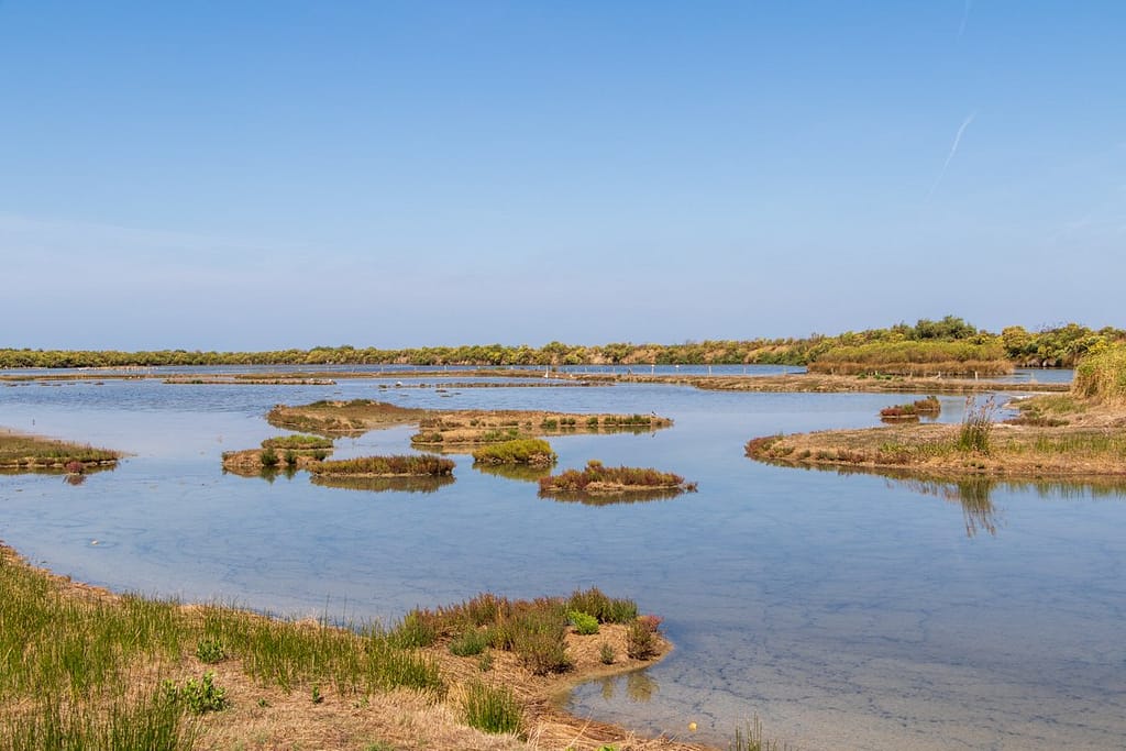 Réserve Ornitologique du Teich