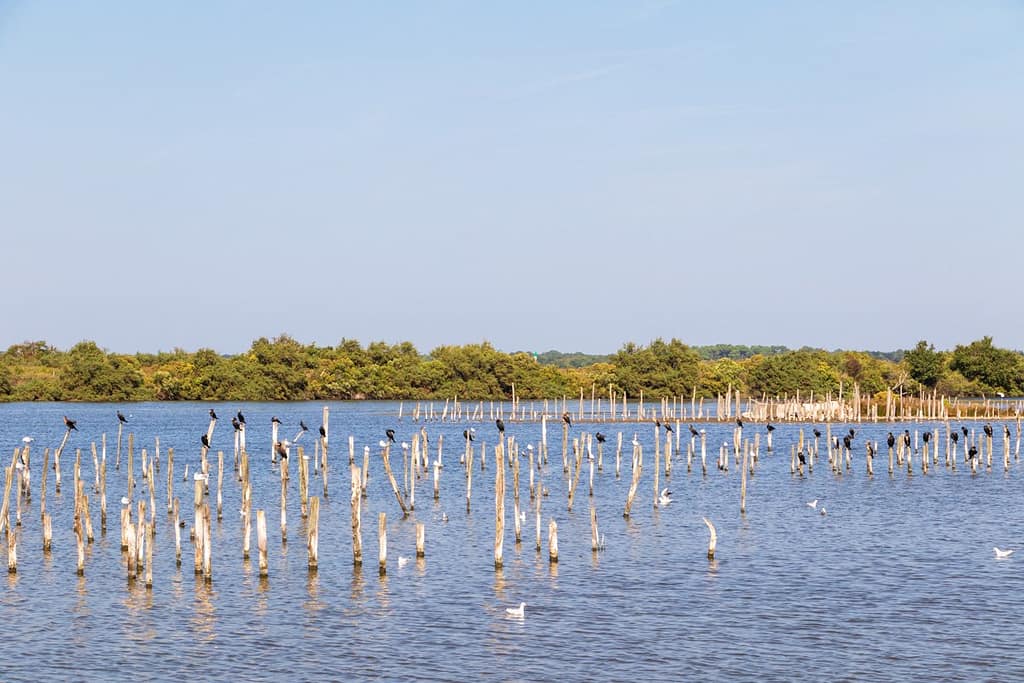 Réserve Ornitologique du Teich