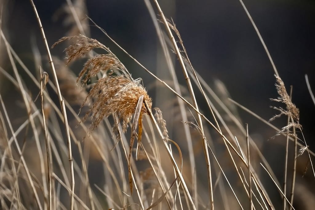 Phragmites australis, riet