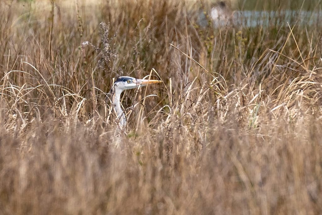 Ardea cinerea, Blauwe reiger