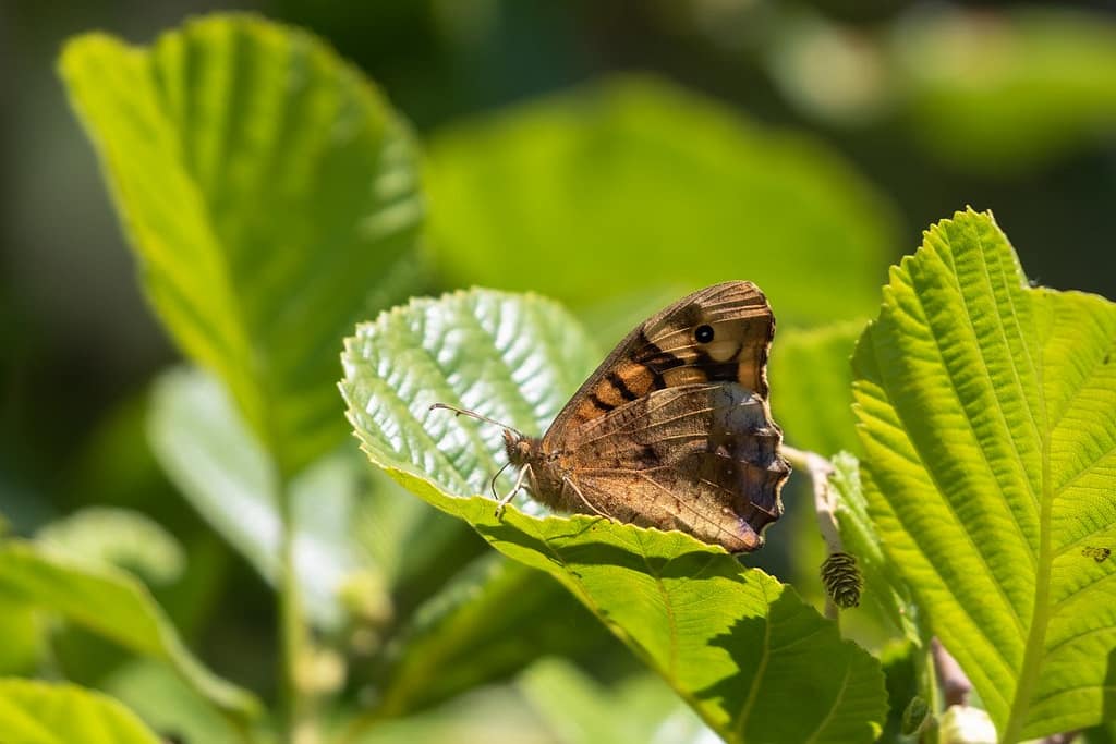 Pararge aegeria, Bont zandoogje
