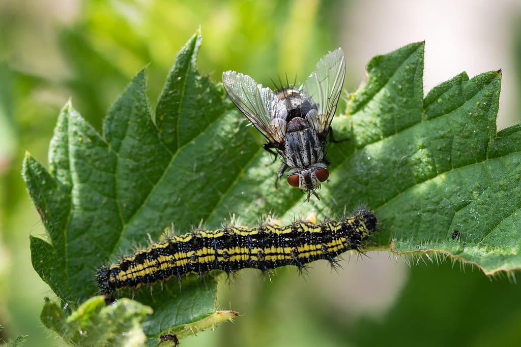Rups Aglais urticae - Kleine Vos en een Vleesvlieg