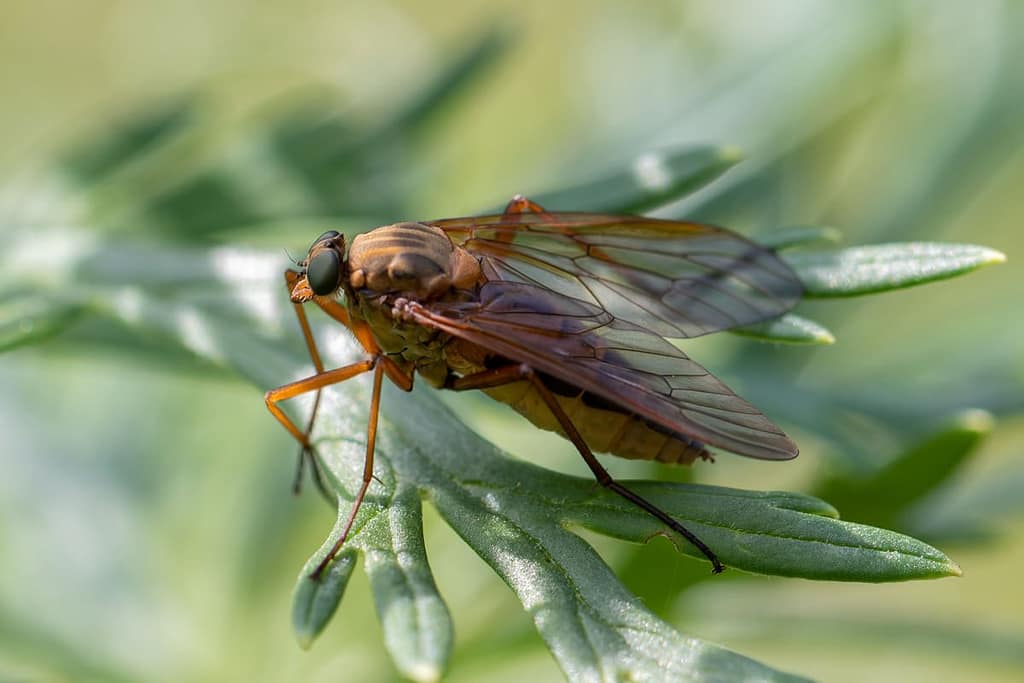 Rhagio tringarius- Gele snipvlieg