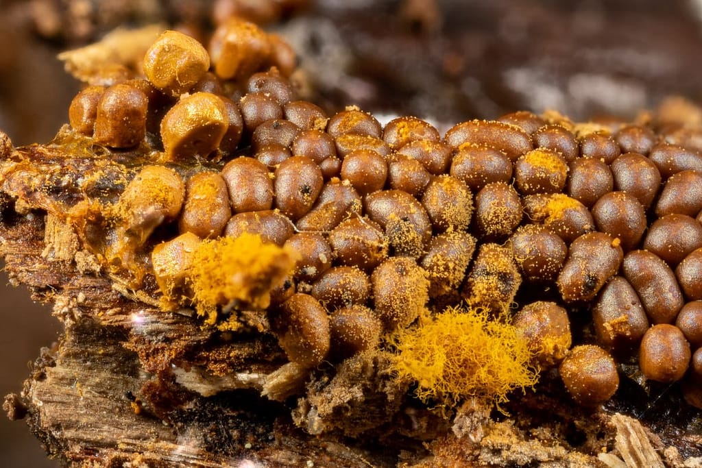 Trichia varia, Fopdraadwatje