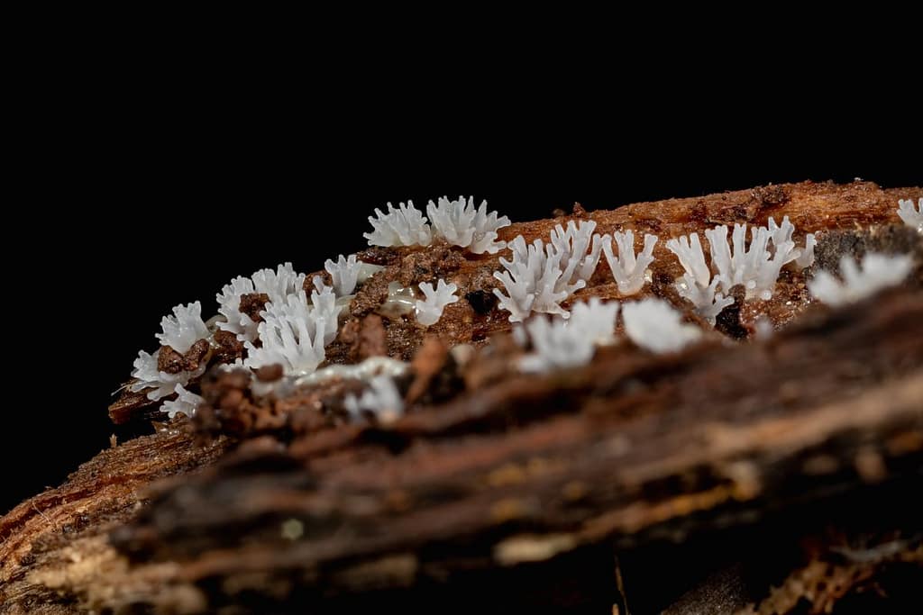 Ceratiomyxa Fruticulosa, Gewoon ijsvingertje
