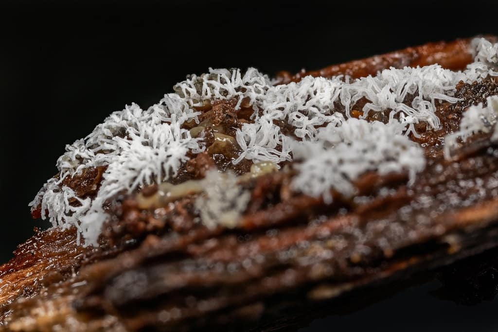 Ceratiomyxa Fruticulosa, Gewoon ijsvingertje