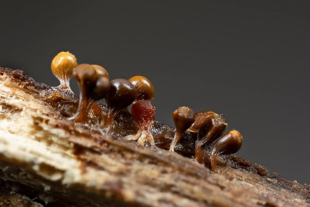 Trichia decipiens var. olivacea, Peervormig draadwatje