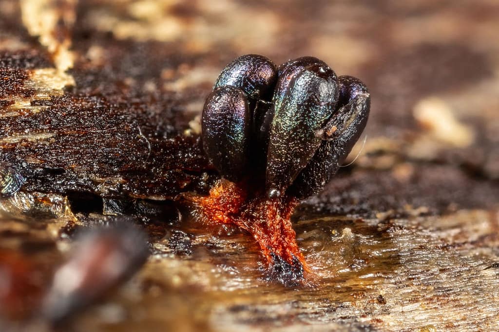 Metatrichia vesparium, Gebundeld kelkpluisje