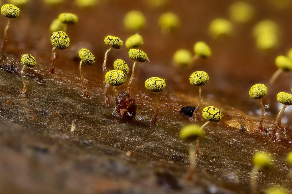 Physarum viride, Geelgroen kalkkopje