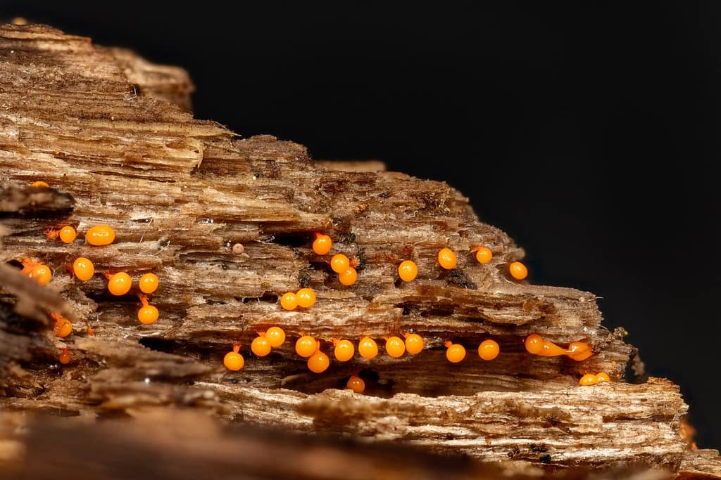 Physarum psittacinum, Oranjesteelkalkkopje