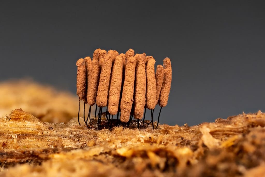 Stemonitis smithii, Kaneelkleurig netpluimpje