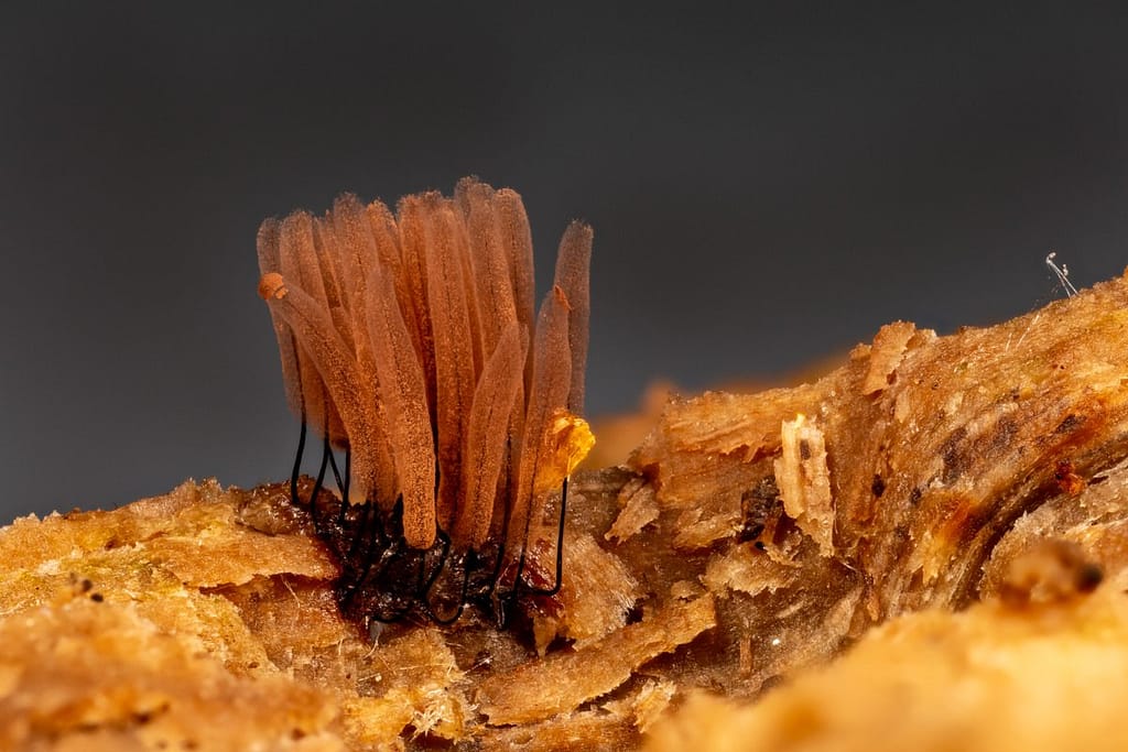 Stemonitis smithii, Kaneelkleurig netpluimpje