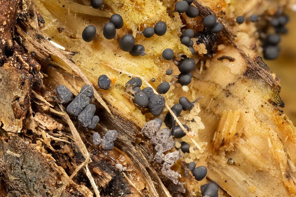 Arcyria cinerea, Asgrauw netwatje