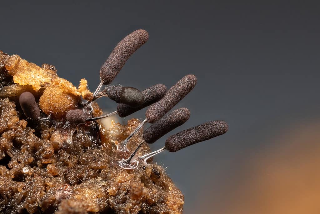 Stemonitopsis typhina, Zilveren schijnpluimpje