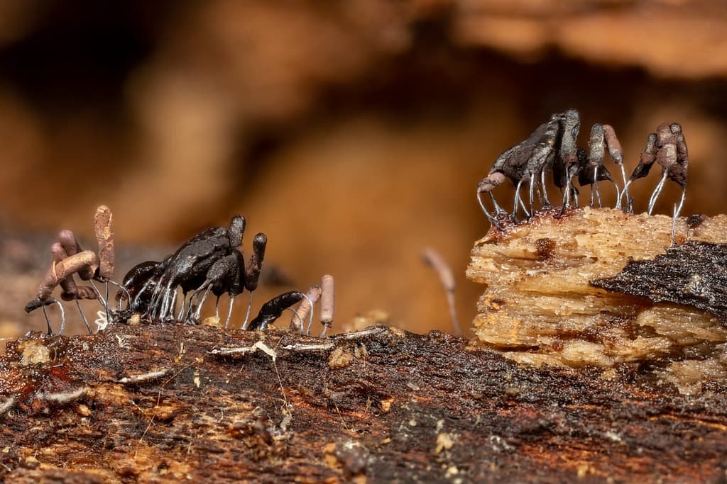 Stemonitopsis typhina, Zilveren schijnpluimpje