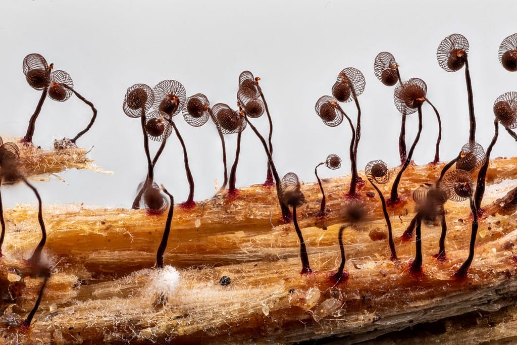 Cibraria cancellata, Knikkend lantaarntje