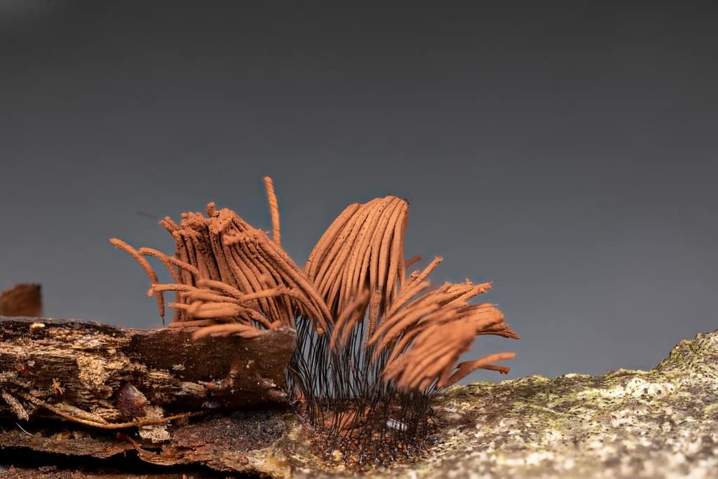 Stemonitis axifera, Roodbruin netpluimpje