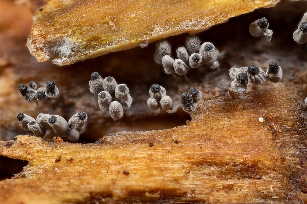 Arcyria cinerea, Asgrauw netwatje