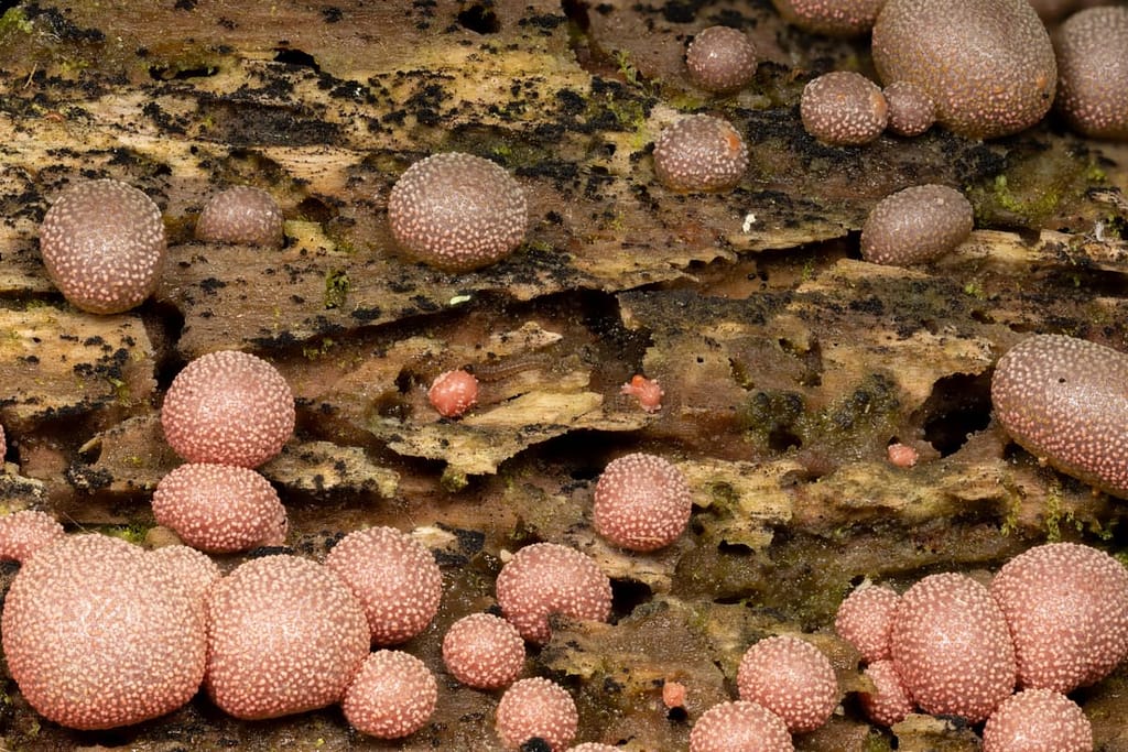 Lycogala epidendrum, Grote boomwrat