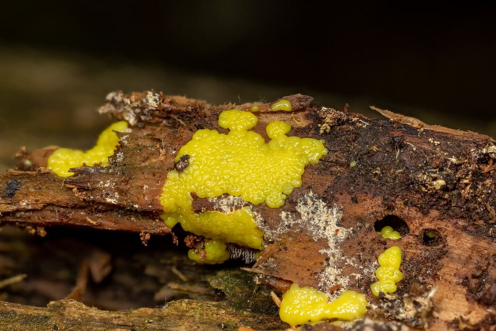 Stemonitis flavogenita, Schijfnetpluimpje