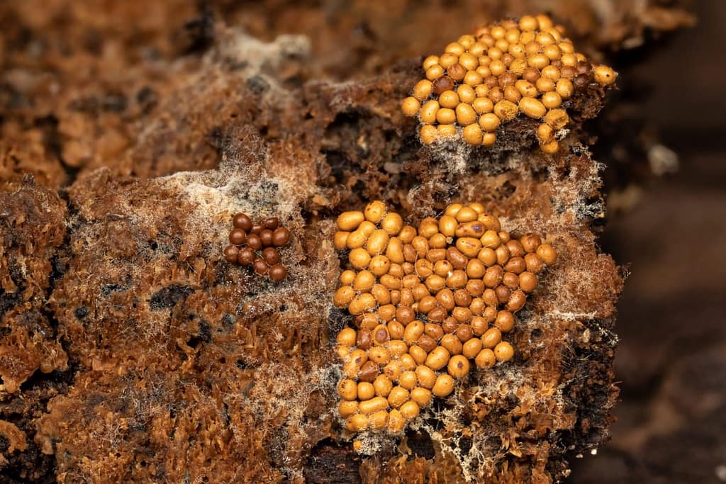 Trichia persimilis, Goudgeel draadwatje