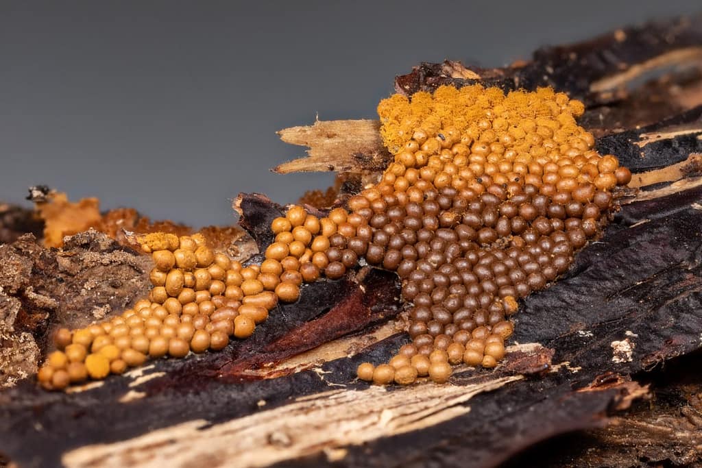 Trichia persimilis, Goudgeel draadwatje