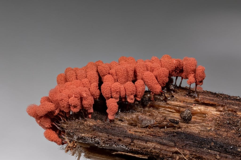 Arcyria denudata, Karmijnrood netwatje